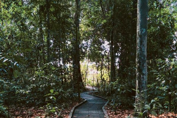 Trilha no Jardim Botânico do Recife. Foto: Secretaria de Meio Ambiente do Recife/Divulgação