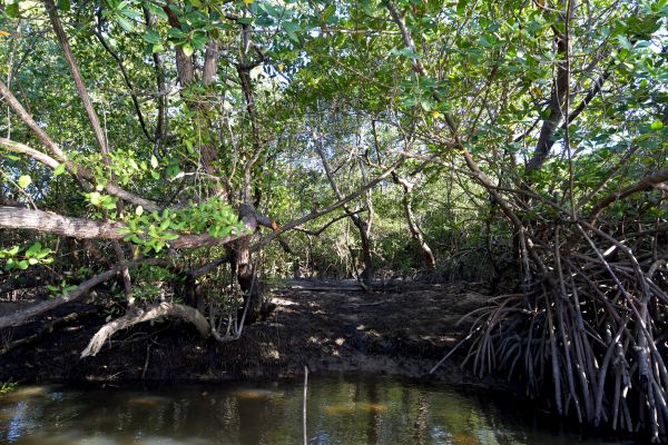 O manguezal do estuário do Rio Una é um dos atrativos de Várzea do Una. Foto: Leopoldo Conrado Nunes/Cepe