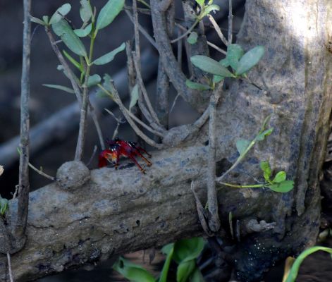 Aratu vermelho habita o manguezal de Várzea do Una. Foto: Leopoldo Conrado Nunes/Cepe