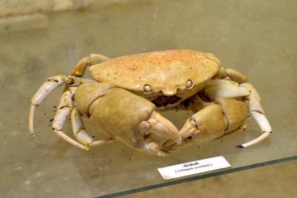 O Museu do Una expõe exemplares de animais capturados em Várzea do Una, como o guajá da foto de Leopoldo Conrado Nunes/Cepe