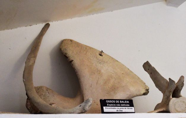 Ossos de baleia em exposição no Museu do Una, em São José da Coroa Grande. Foto: Leopoldo Conrado Nunes/Cepe