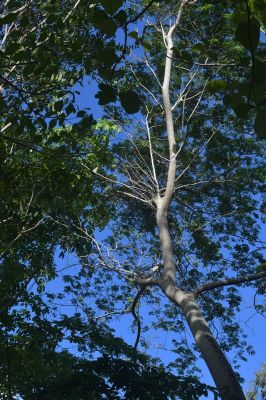 Parque do Museu do Una tem 130 árvores cadastradas. Foto: Leopoldo Conrado Nunes/Cepe