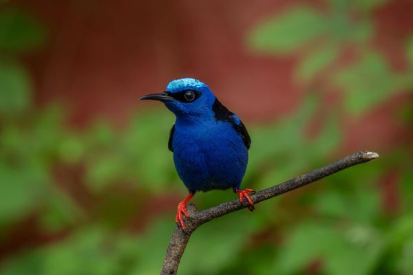 Registro de passarinho saíra beija-flor. Foto Kacau Oliveira
