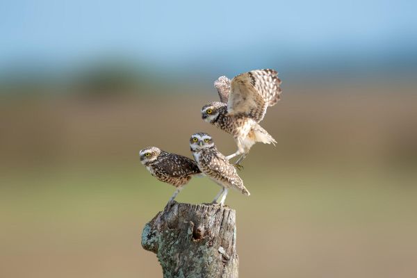 Registro de corujas-buraqueiras, aves que possuem hábitos dirugnos. Foto: Kacau Oliveira