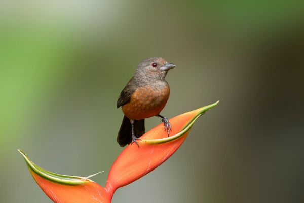 Fêmea de Tiê-sangue, uma ave endêmica da Mata Atlântica brasileira. Foto: Kacau Oliveira