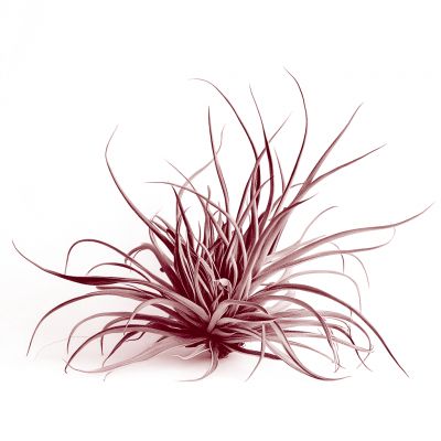 Sudário, de Christus Nóbrega