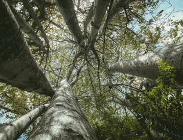 Daruê Malungo abriga mostra fotográfica dedicada aos baobás de Pernambuco