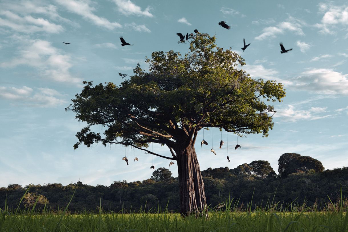 Na fotografia 'Campo de espera', feita no arquipélago do Rio Negro, o artista intervém na paisagem original