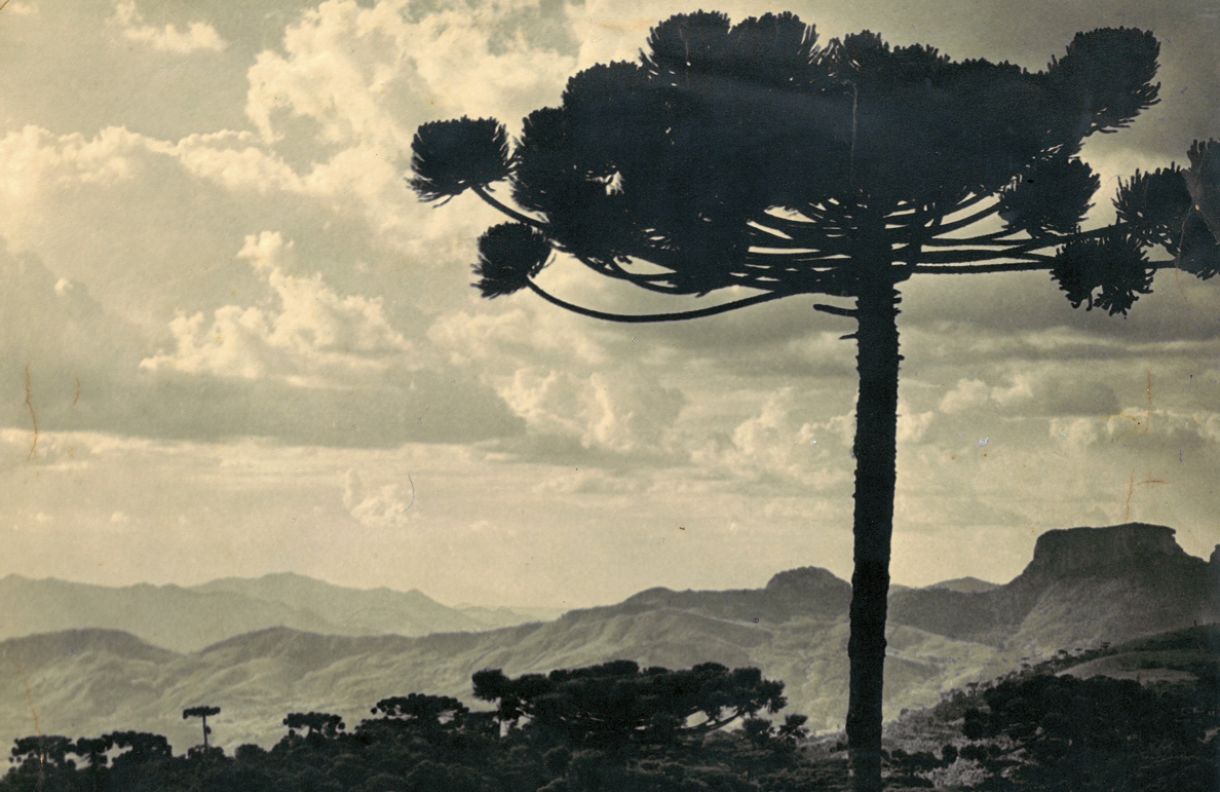 A trama envolve a pesquisa da flora brasileira, um veraneio em Campos do Jordão e um convite inesperado para um café junto a uma família nobre.