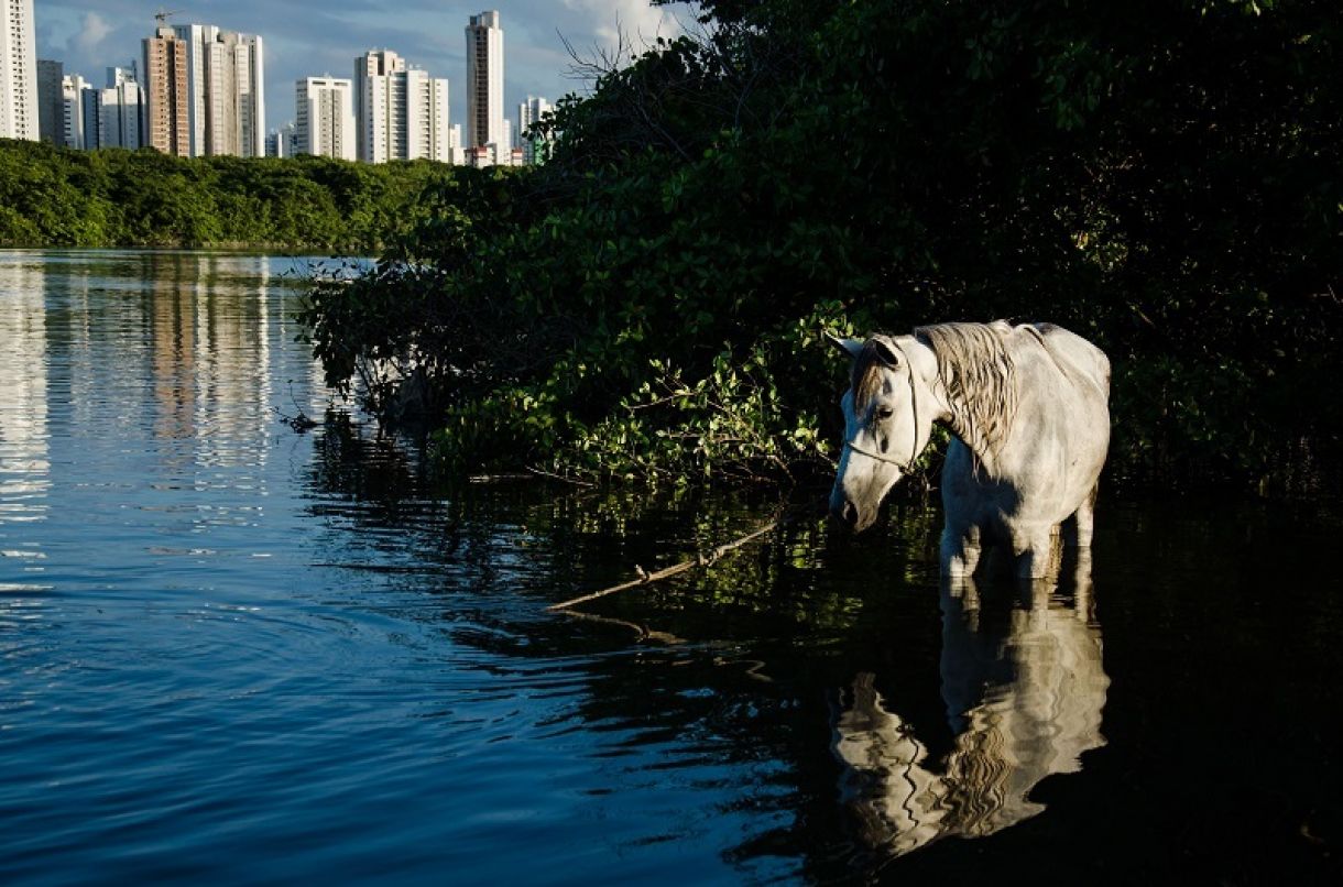 Fotografia 'Ghost Horse ou Meu cavalo só falava inglês'