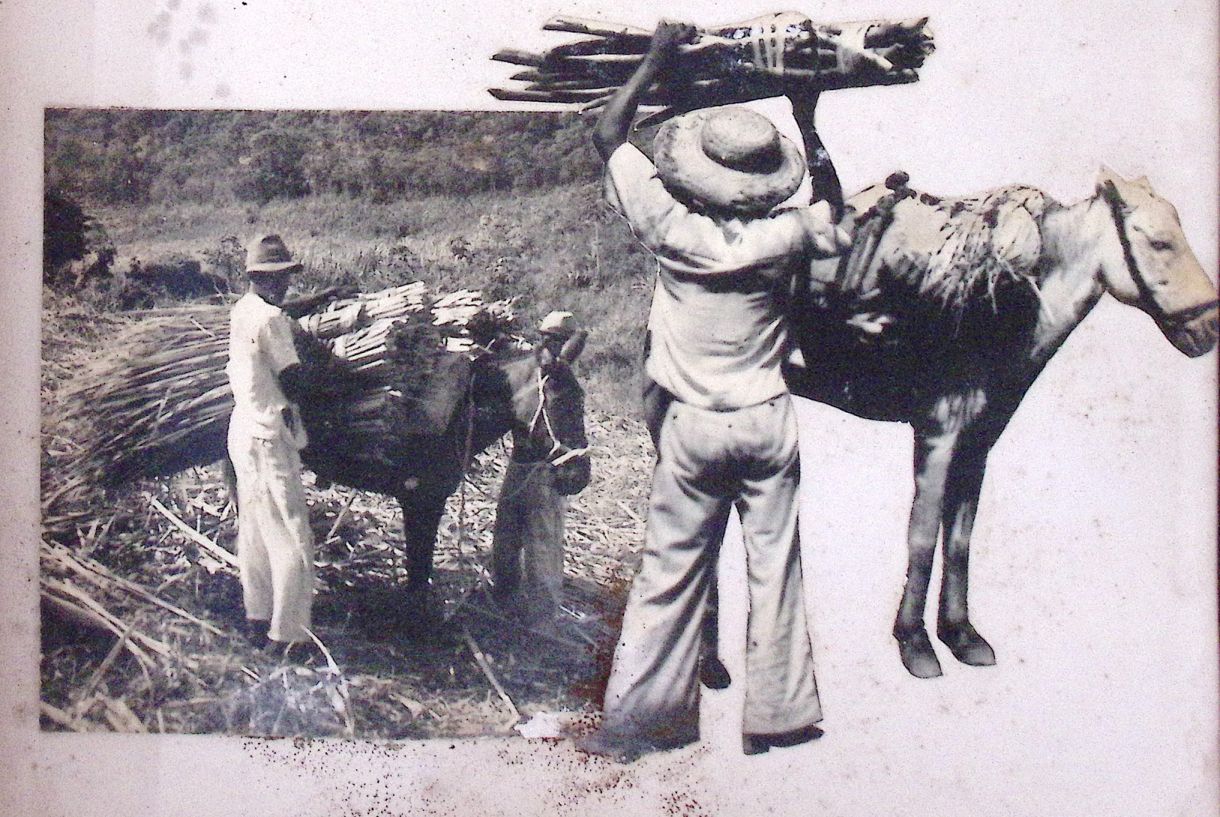 O álbum de fotos produzido por Janina de Mattos Sequeira reúne 97 imagens em preto e branco da antiga Usina Central Barreiros