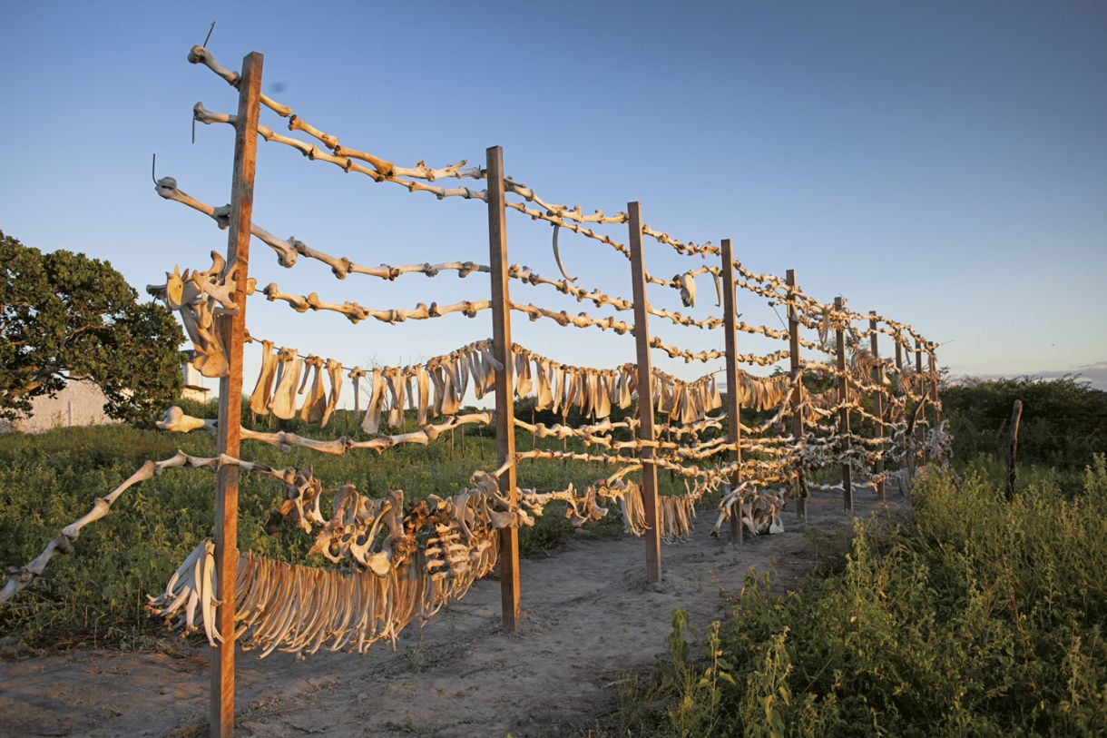 Durante a Residência Belojardim, Carlos Mélo produziu uma escultura de ossos bovinos que questiona a demarcação de território quilombola