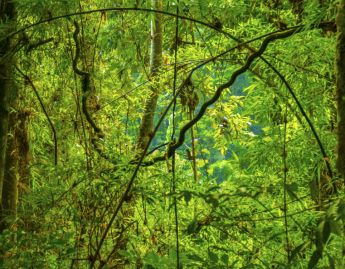 Natureza viva